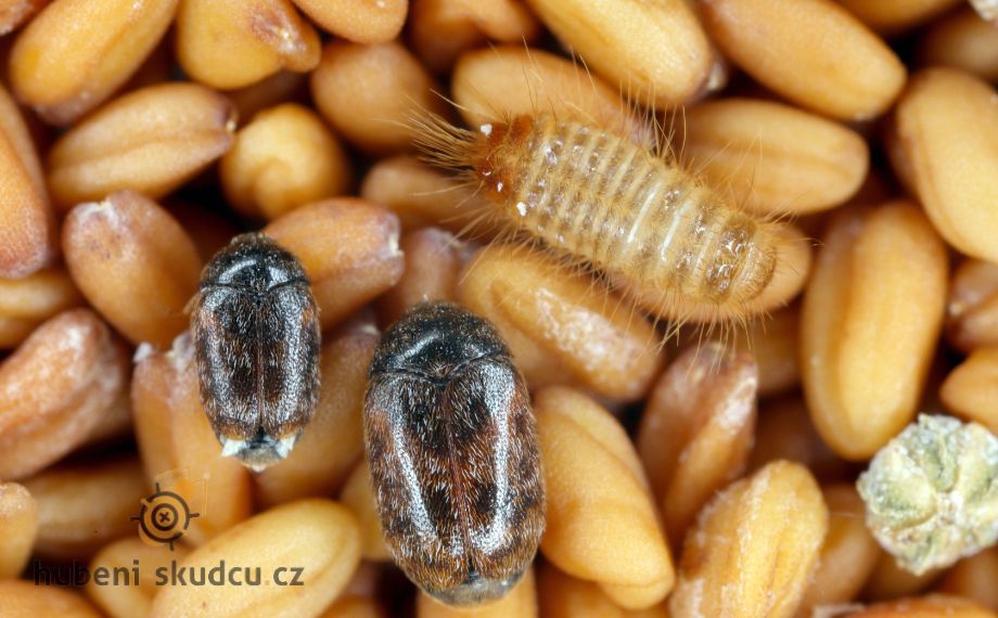 Rušník - jak se ho zbavit