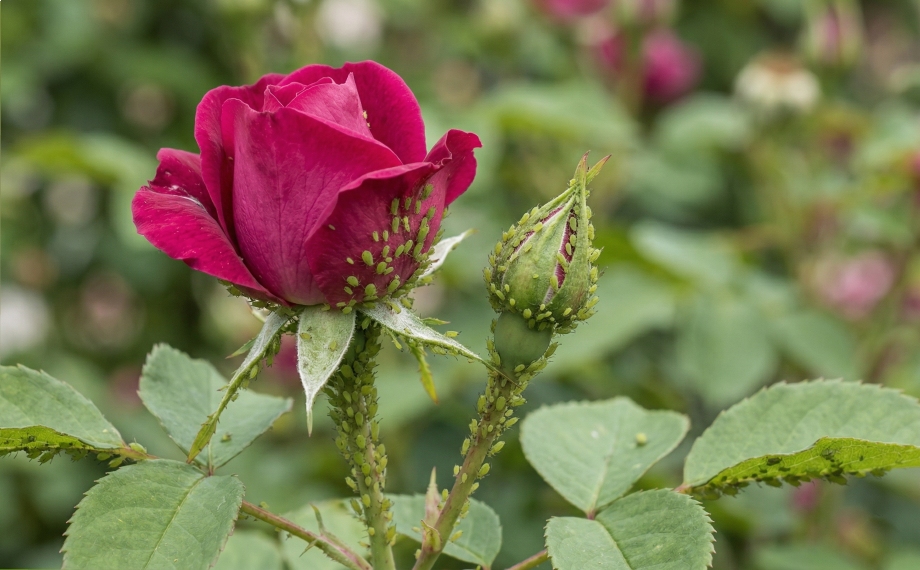 Mšice na růžích: Jak proti nim účinně bojovat