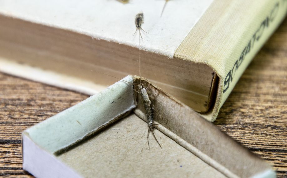 Jak se zbavit rybenek v koupelně