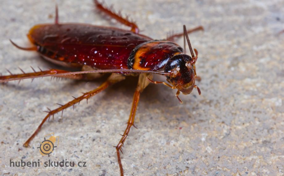 Co odpuzuje šváby?