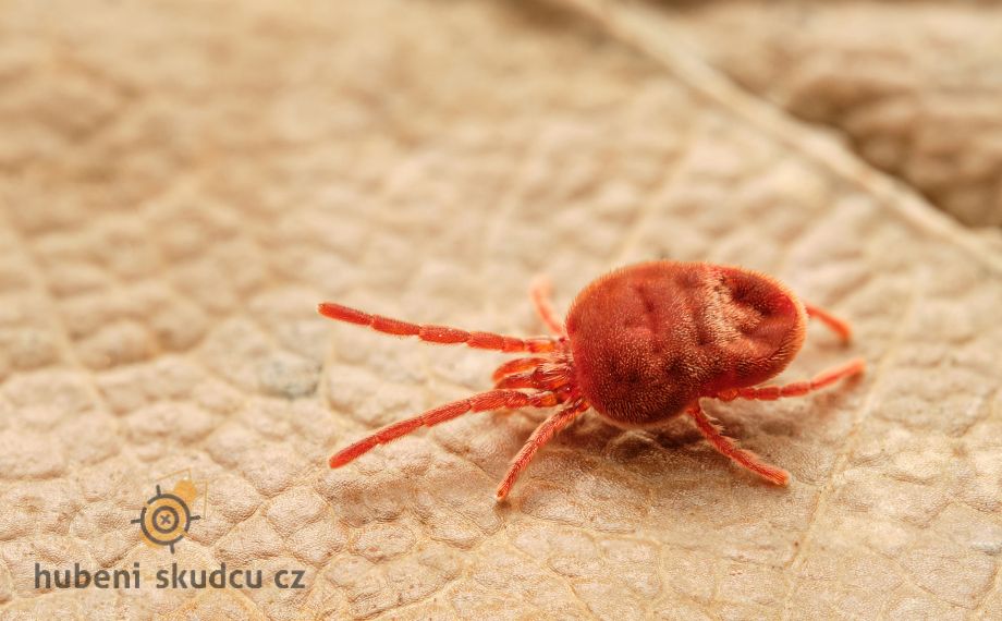 Sametka podzimní - jak se před ní ochránit?