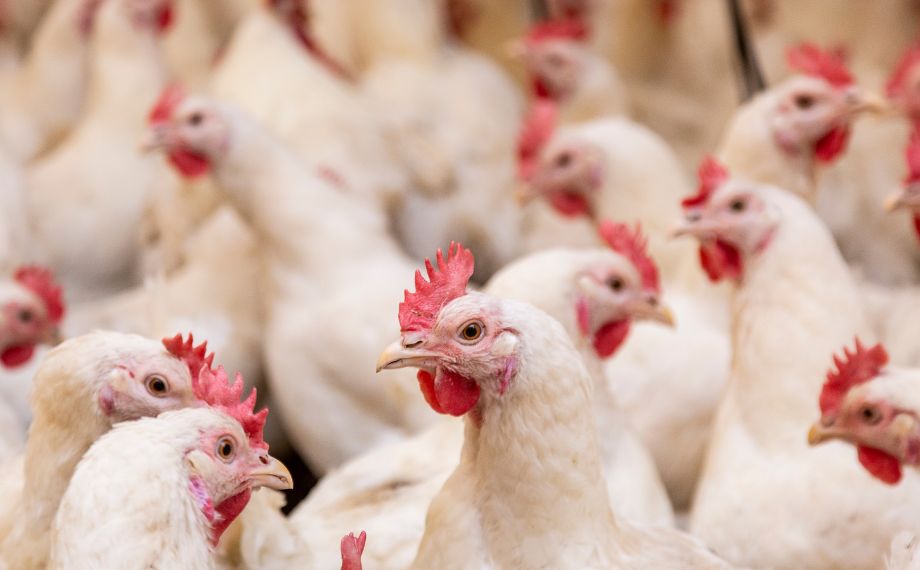 Jak zbavit slepice parazitů