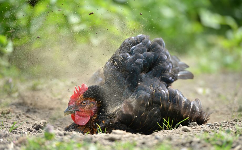 Čmelík kuří: skrytá hrozba v kurnících