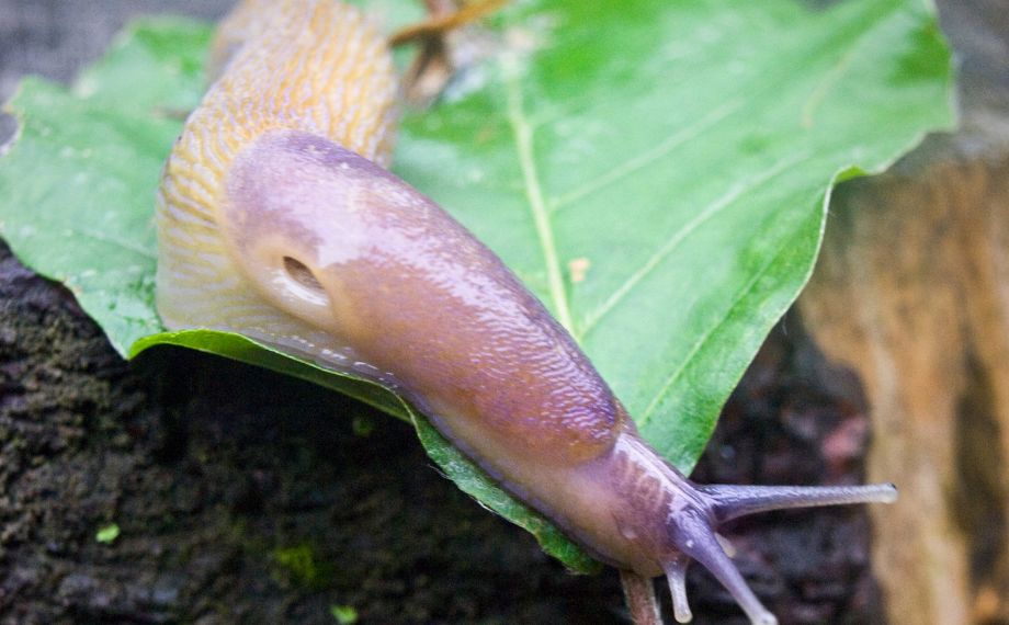 Slimáček polní - zahradní škůdce, který miluje kapustu i fazole