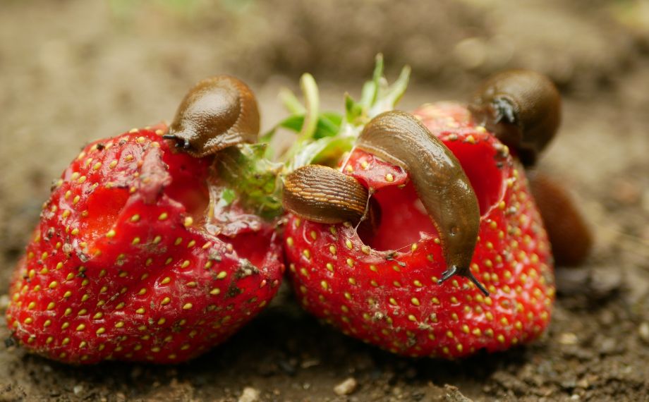 Plzák španělský: nevítaný host na záhoně