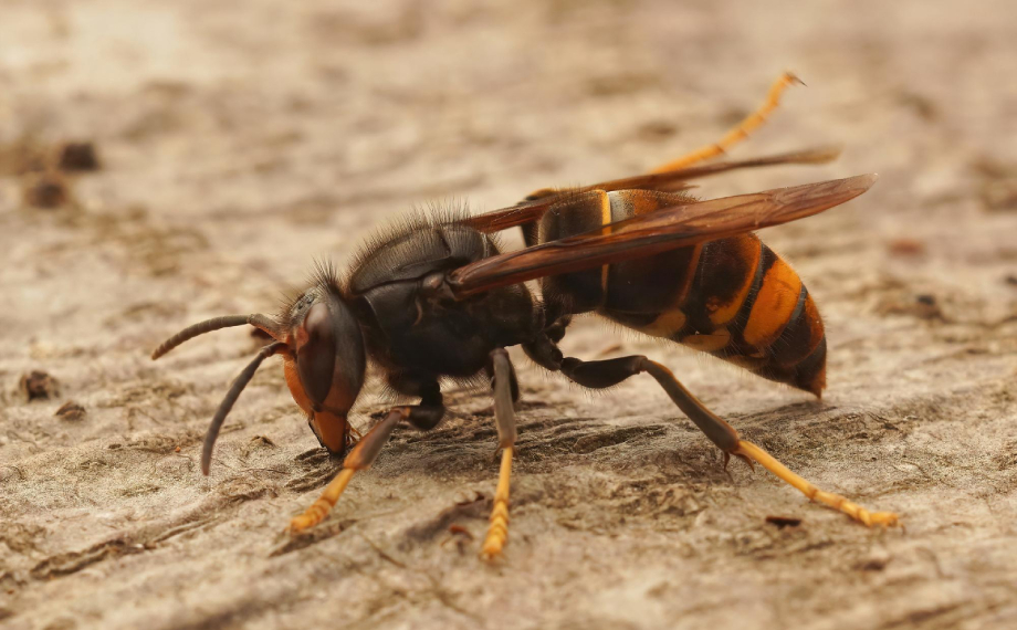 Invazní druhy v české přírodě – nebezpečí bez přirozených nepřátel