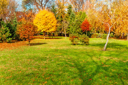 Stromy na podzim. Jak se o ně postarat?