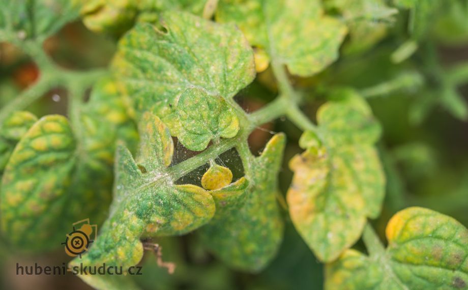 Jak se zbavit svilušek