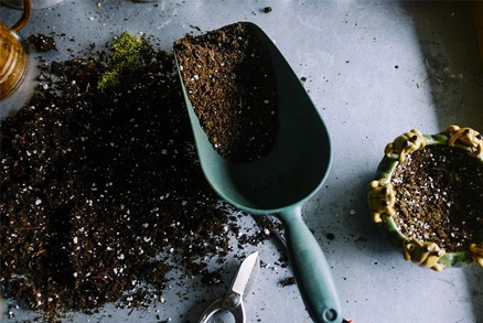 Jak zlikvidovat smutnice v květináči