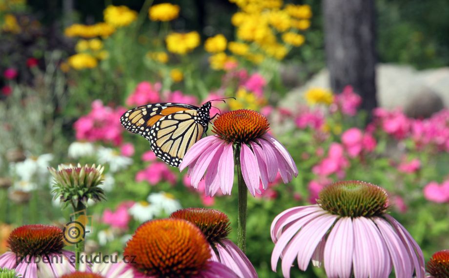 Jak přilákat užitečný hmyz do zahrady?