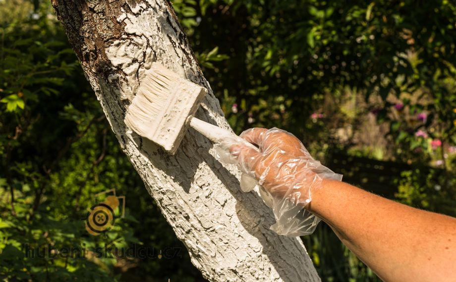 Vápnění stromů - proč ošetřit stromy vápnem?
