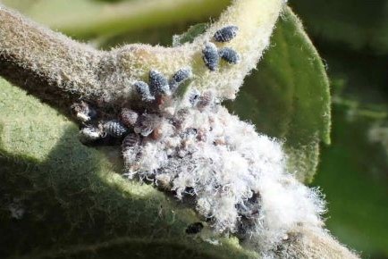 Postřiky na mšici vlnatku krvavou - chraňte své jabloně