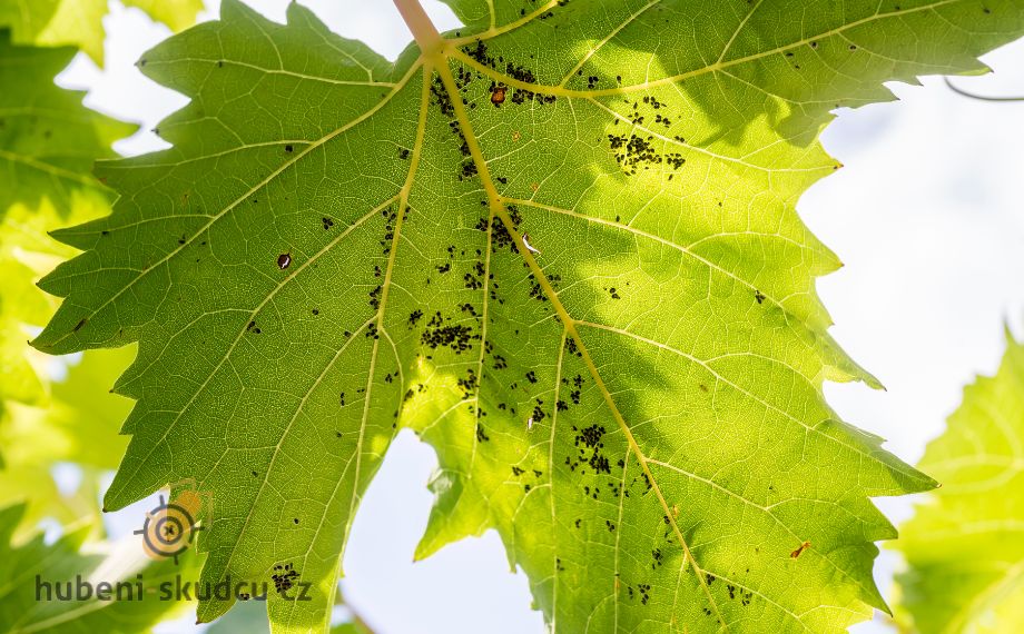 Vlnovník révový a ochrana révy vinné před škůdci