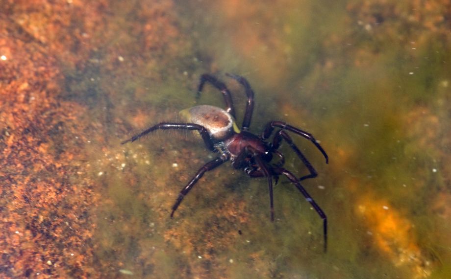 Vodouch stříbřitý: pavouk, co dýchá pod vodou