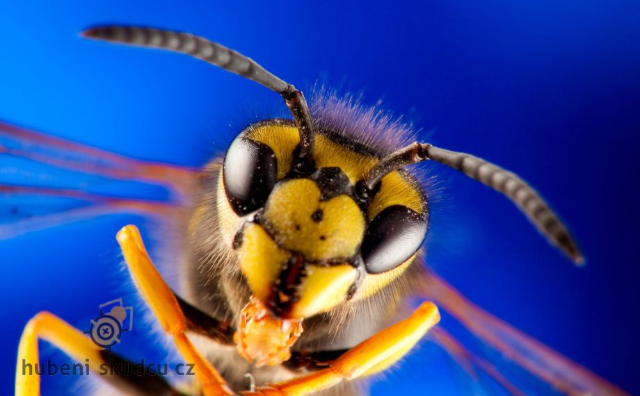 Vosa obecná: Účinné způsoby, jak se jí zbavit