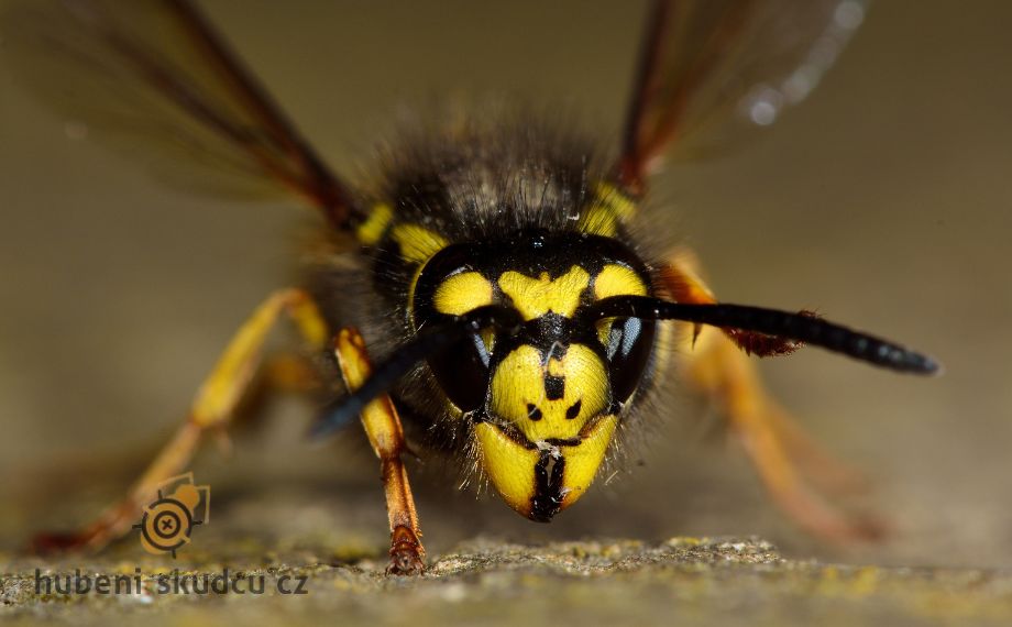 Vosa útočná - útočí na lidi a vyskytuje se v ČR?