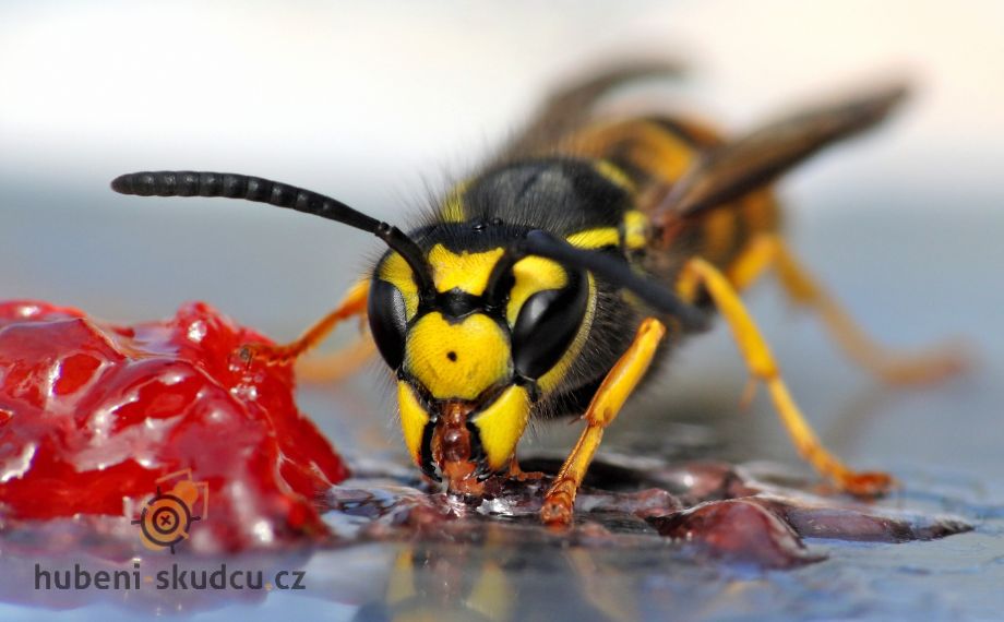 5 tipů, jak se zbavit vos aneb Babské rady na vosy