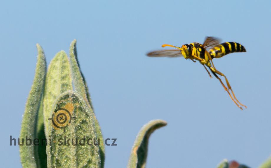 Vosík: Jak ho rozeznat od vosy a může píchnout?