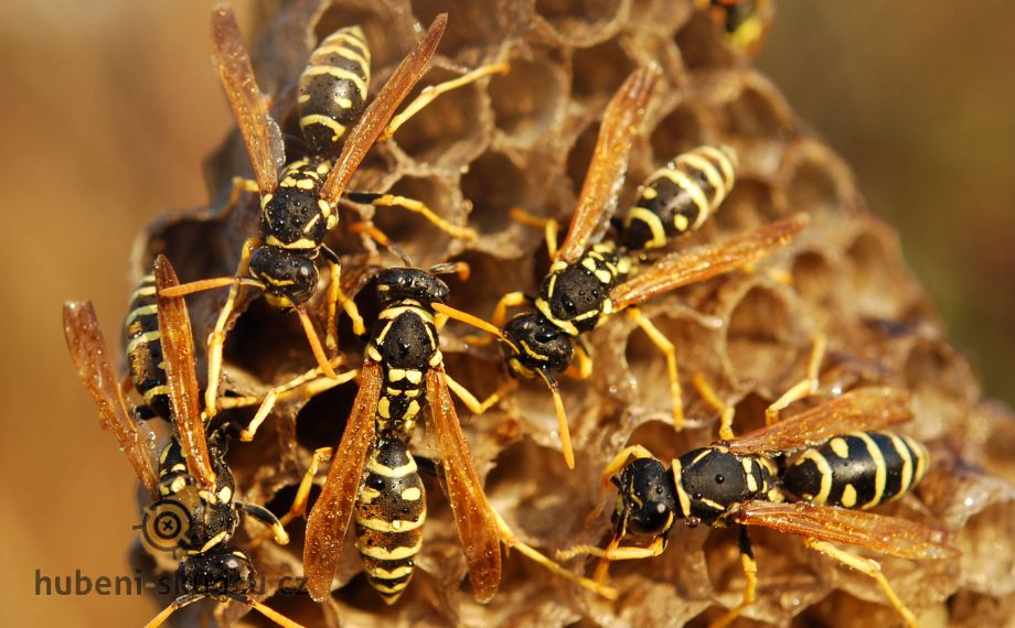 Jaké druhy vos žijí v ČR