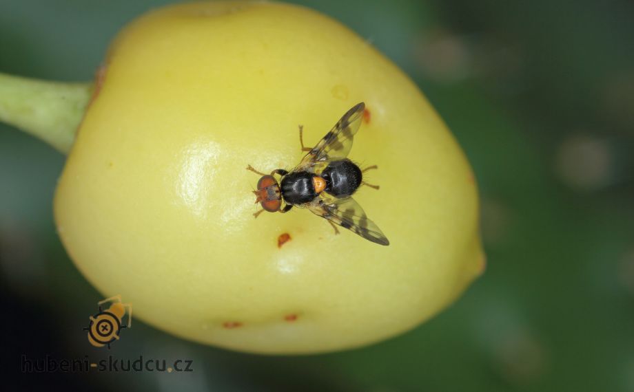 Vrtule třešňová – jak na třešně bez červů?