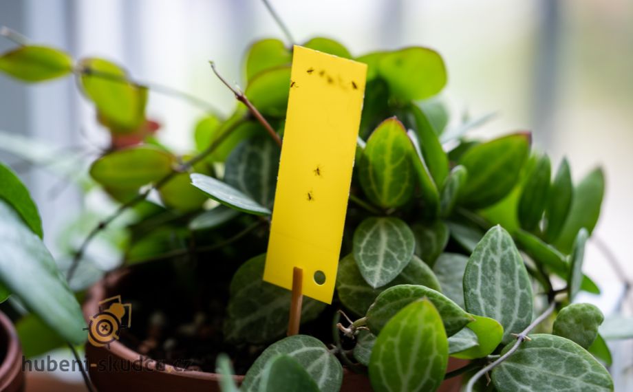 Žluté lepové desky: Praktický pomocník pro prevenci a monitoring škůdců v zahradě i doma