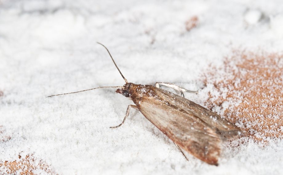 Zavíječ moučný: jak ho zahubit?
