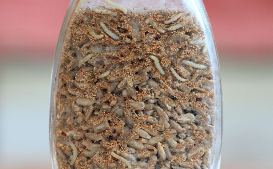 Zavíječ paprikový jako škůdce - jak na něj