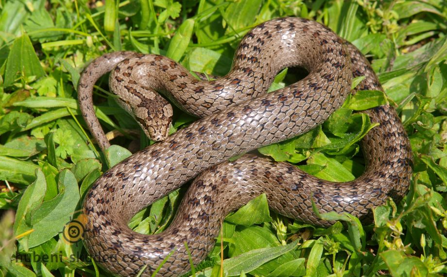 Coronella austriaca užovka hladká