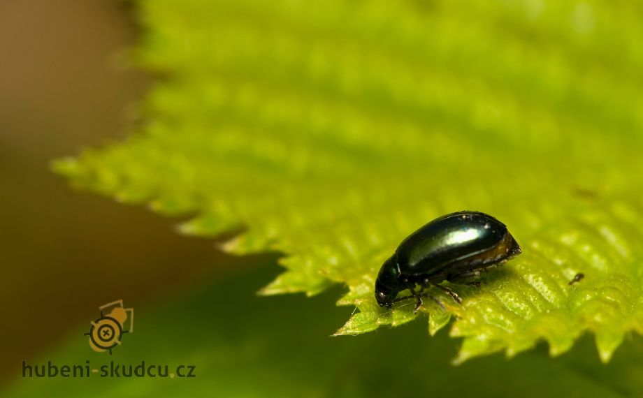 Dřepčík černonohý Phyllotreta nigripes