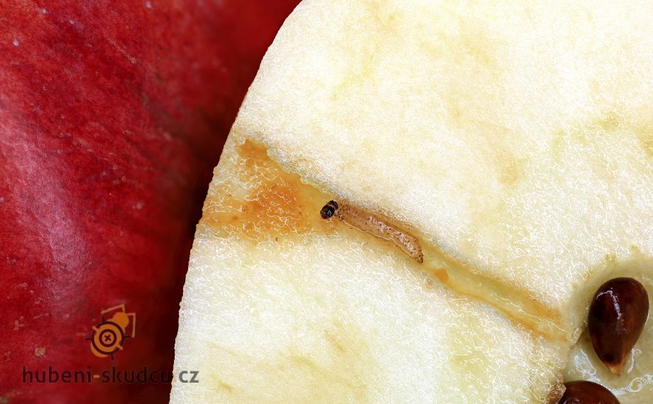 Larva obaleče jablečného v jablku