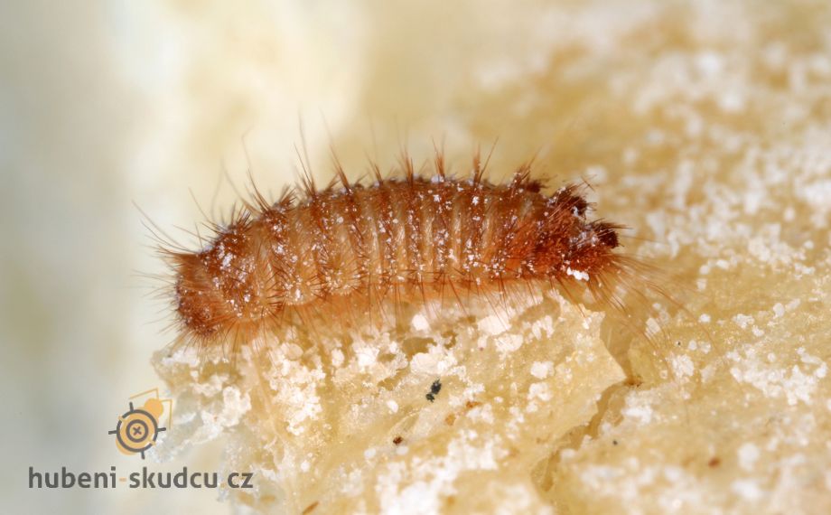 Larva rušníka