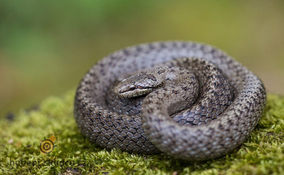 Natrix tessellata užovka podplamatá