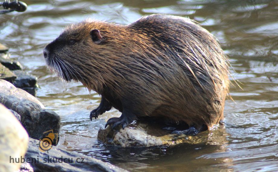 Nutrie říční Myocastor coypus
