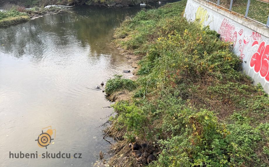 Nutrie u Šantovky