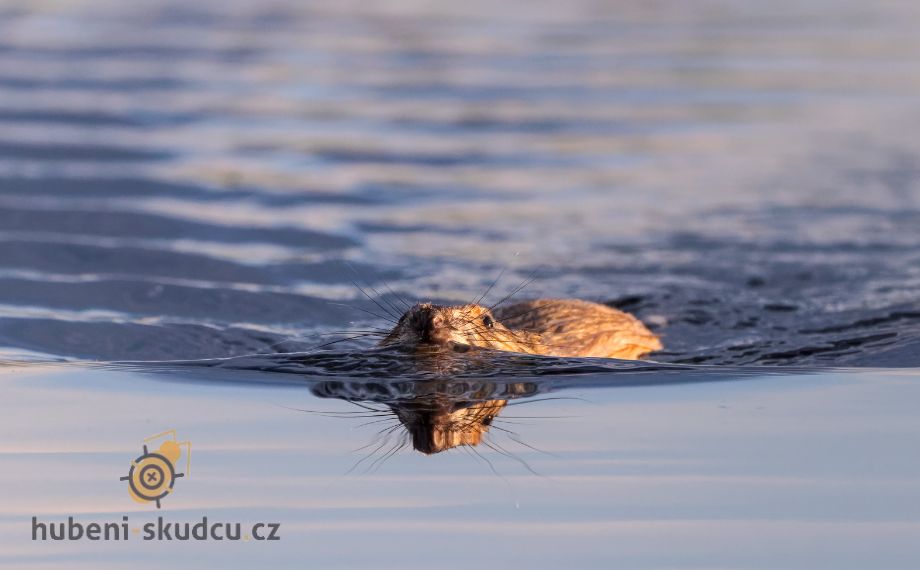 Ondatra pižmová plave ve vodě