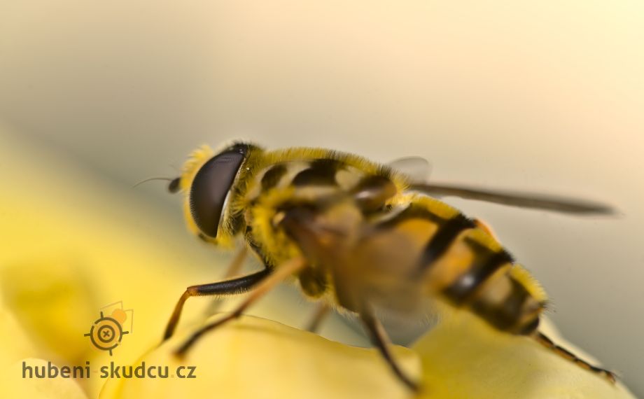 Pestřenka