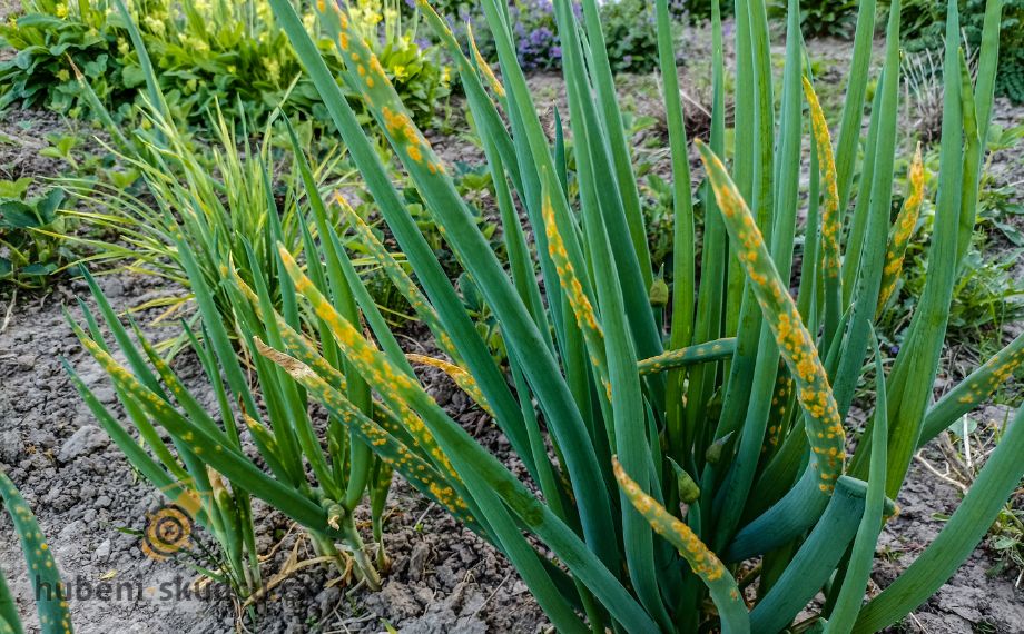 Puccinia allii rez cibulová