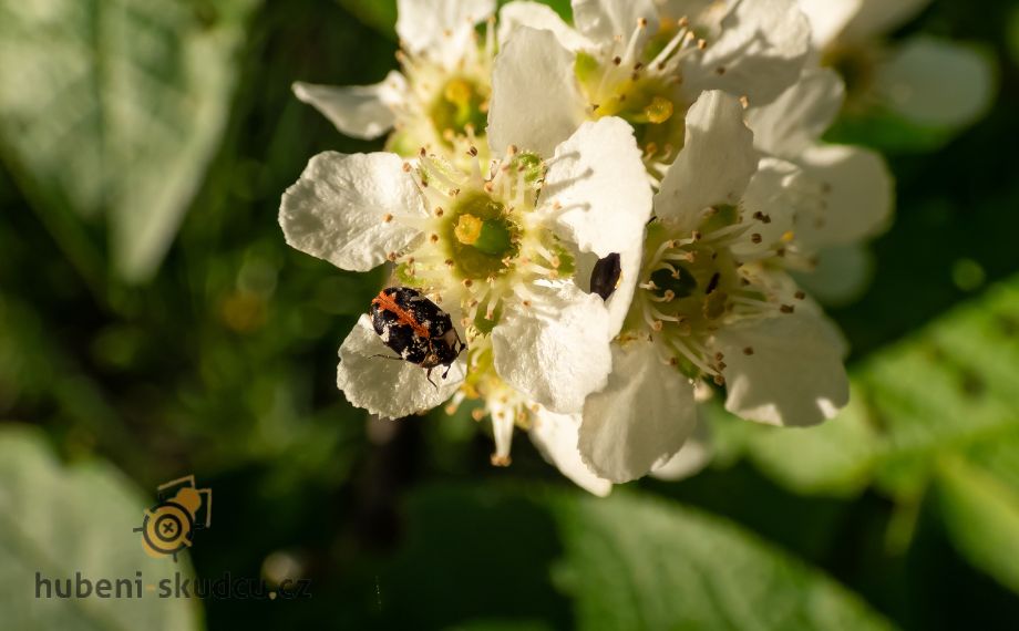 Rušník krtičníkový - Anthrenus scrophulariae