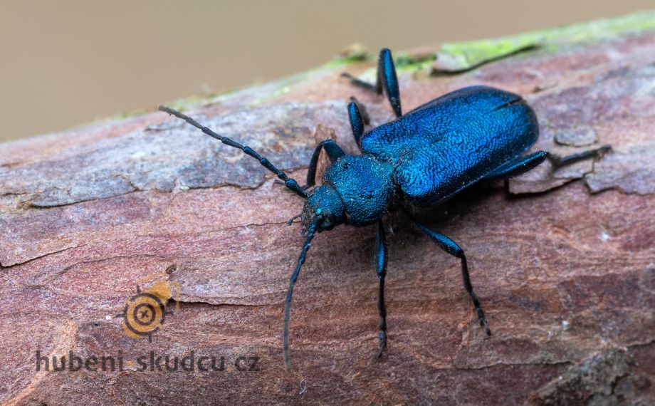 Tesařík fialový Callidium violaceum