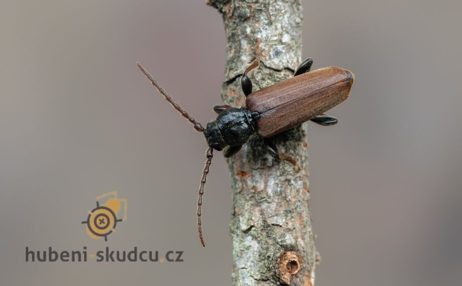 Tesařík smrkový Tetropium castaneum