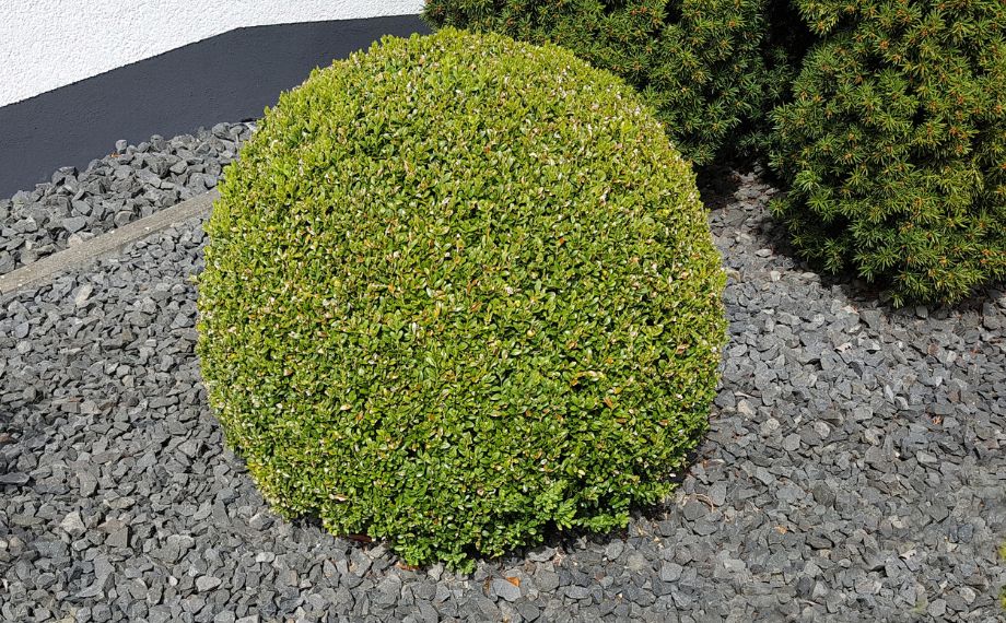 buxus(1)