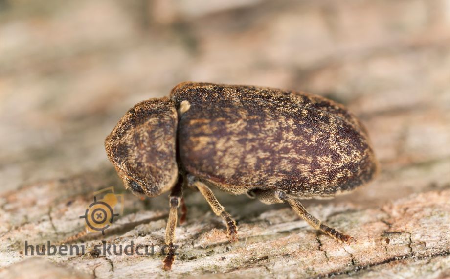 červotoč umrlčí Xestobium rufovillosum