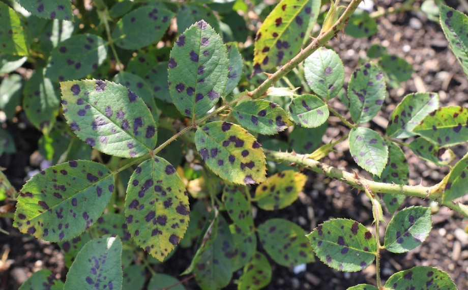 cerna-skvrnitost-ruzi