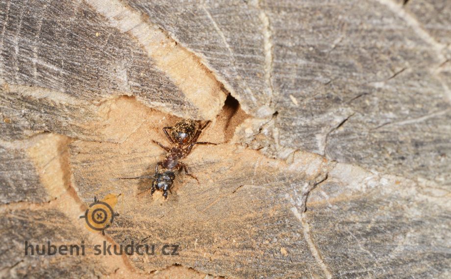 dřevokazný hmyz - mravenec dřevokaz (Camponotus ligniperdus)