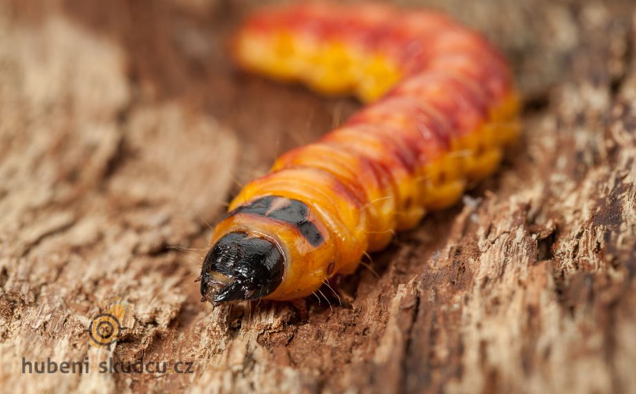 drvopleň - larva