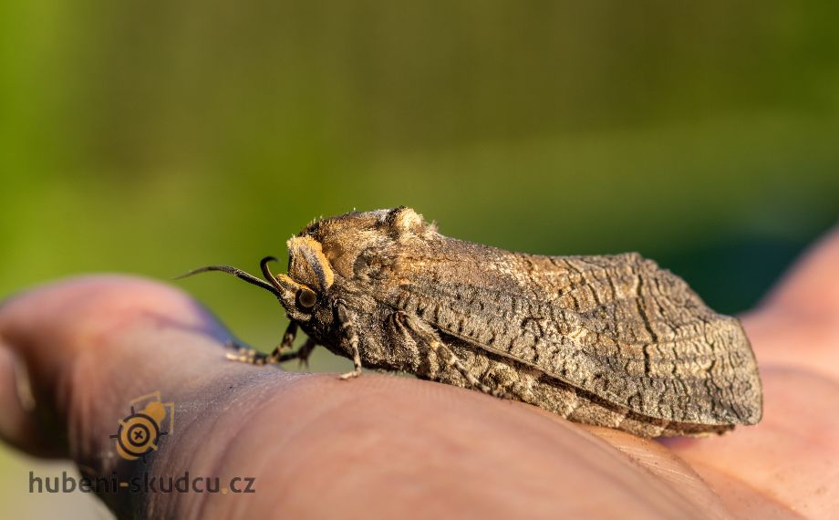 drvopleň obecný - dospělec
