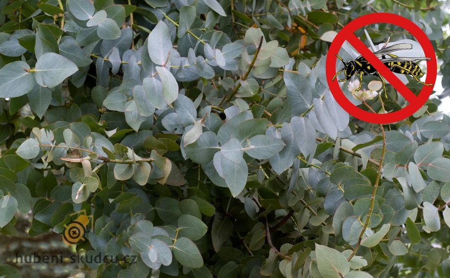 eukalyptus