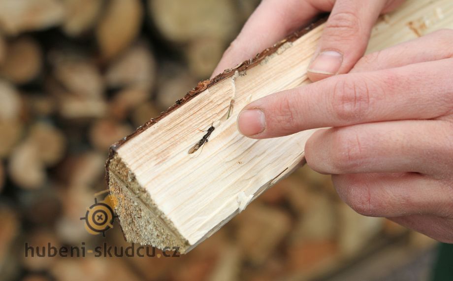 jak poznat tesaříka