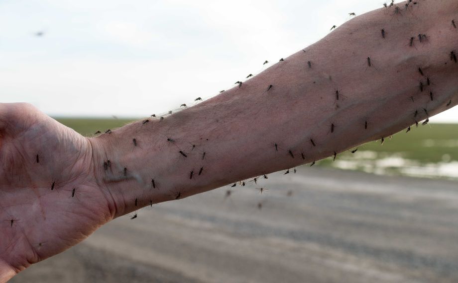 Nejnebezpečnější zvíře světa je komár