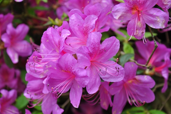 Lalokonosec napadá rododendrony
